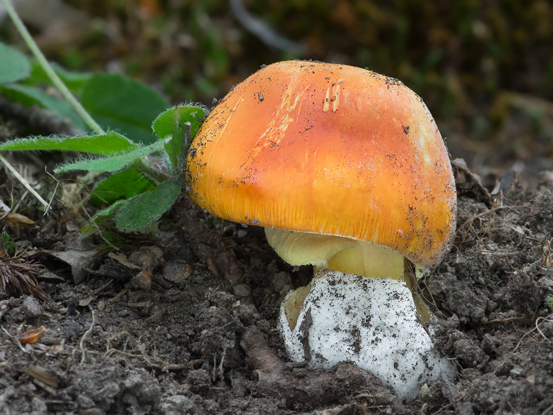 Amanita caesarea